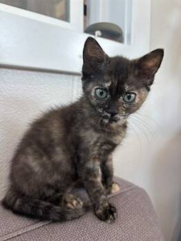 Rescue Domestic Short Hair Cats for Adoption in Fremont, California - A195634 | PetCurious