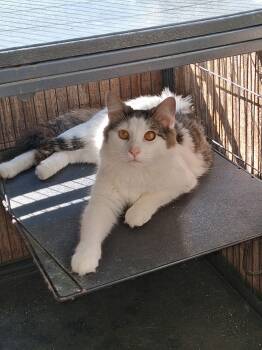 Domestic Medium Hair Cats Available for Adoption - Hyde | PetCurious