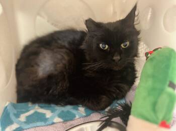 Domestic Medium Hair Cats Available for Adoption in Boise, Idaho - Beemer | PetCurious