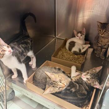 Ruby -  Domestic Short Hair Cat for Adoption in Philadelphia, Pennsylvania - Ruby | PetCurious