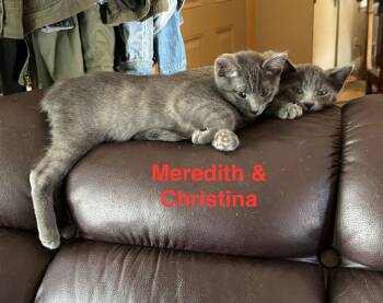 Russian Blue Cats Available for Adoption - Christina & Meredith BONDED- Grey
