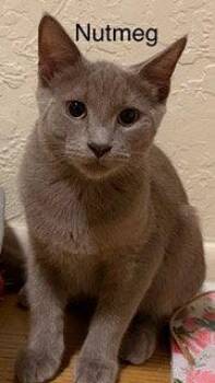 Russian Blue Cats Available for Adoption in Oakland Park, Florida - Nutmeg | PetCurious