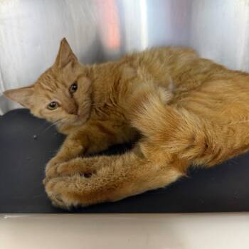 Jamie -  Domestic Short Hair Cat for Adoption in Roanoke, Virginia - Jamie | PetCurious