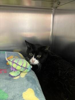 Domestic Short Hair Cats Available for Adoption in Richmond, Virginia - McFlurry | PetCurious