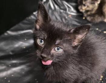 Rhett -  Domestic Short Hair Cat for Adoption in Metamora, Illinois - Rhett | PetCurious