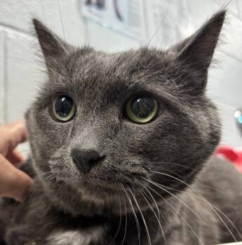 Ross -  Domestic Short Hair Cat for Adoption in Golden, Colorado - Ross | PetCurious