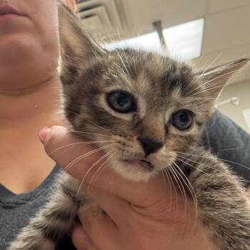 Mellie 052709U -  Domestic Short Hair Cat for Adoption in Tupelo, Mississippi - Mellie 052709U | PetCurious