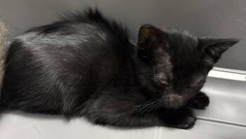 Sf27 Meowsy -  Domestic Short Hair Cat for Adoption in Lawrenceville, Georgia - Sf27 Meowsy | PetCurious
