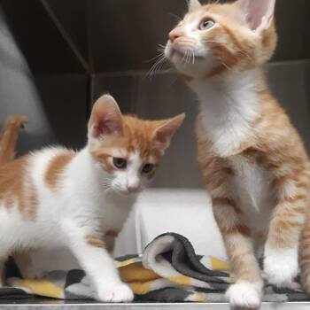 Raster -  Domestic Short Hair Cat for Adoption in Spokane, Washington - Raster | PetCurious