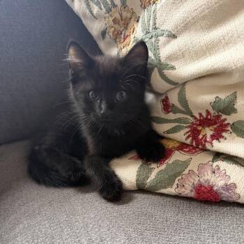 Domestic Short Hair Cats Available for Adoption in Potomac, Maryland - Blackberry Pie | PetCurious