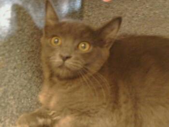 Rescue Domestic Medium Hair Cats for Adoption in Sacramento, California - D1-TEEN | PetCurious