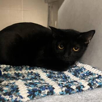 Dutches -  Domestic Short Hair Cat for Adoption in Fairport, New York - Dutches | PetCurious