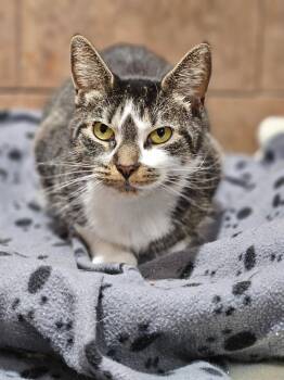 Rescue Domestic Short Hair Cats for Adoption in Riverbank, New Brunswick - Grace And Frankie | PetCurious
