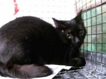 Domestic Short Hair Cats Available for Adoption in Houston, Texas - ZAMIRA | PetCurious