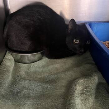 Haze -  Domestic Short Hair Cat for Adoption in Flagstaff, Arizona - Haze | PetCurious