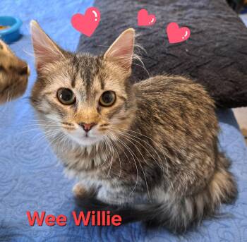 Rescue Tabby Cats for Adoption in Phoenix, Arizona - Wee Willie (call 602-692-1499 To Meet Wee Willie) | PetCurious
