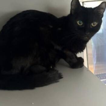 Domestic Short Hair Cats Available for Adoption in New York, New York - Celery | PetCurious