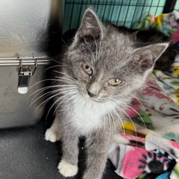 Rescue Domestic Short Hair Cats for Adoption in Saginaw, Michigan - Tracy | PetCurious