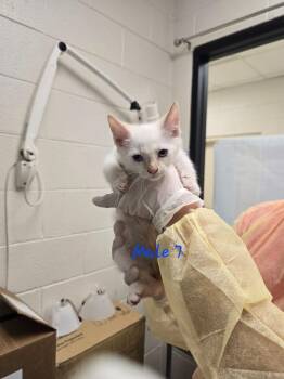 Domestic Short Hair Cats Available for Adoption in Madison, Georgia - Portobello | PetCurious