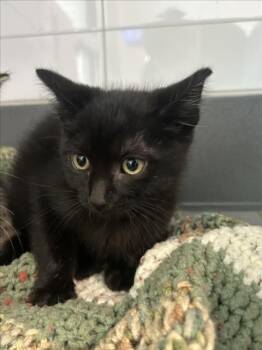 CHRIS -  Domestic Short Hair Cat for Adoption in Loveland, Colorado - CHRIS | PetCurious