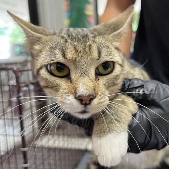 Silkie -  Domestic Short Hair Cat for Adoption in Austin, Texas - Silkie | PetCurious