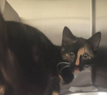 Rescue Domestic Short Hair Cats for Adoption in Lawrenceville, Georgia - Nf-23d | PetCurious