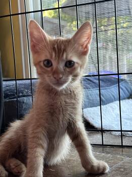 Jasper -  Domestic Short Hair Cat for Adoption in Antioch, California - Jasper | PetCurious