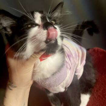 Mung Bean -  Domestic Medium Hair Cat for Adoption in Buffalo, New York - Mung Bean | PetCurious