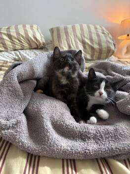 Luca & Chiara -  Domestic Short Hair Cat Available for Adoption in Philadelphia, Pennsylvania - Luca & Chiara | PetCurious