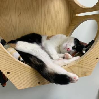 Rescue Domestic Short Hair Cats for Adoption in Evanston, Illinois - Boo Berry | PetCurious