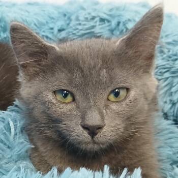 Zira -  Domestic Short Hair Cat for Adoption in Cullowhee, North Carolina - Zira | PetCurious