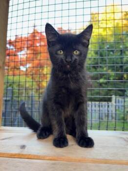 Bright -  Domestic Short Hair Cat for Adoption in Sechelt, British Columbia - Bright | PetCurious