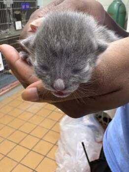 Pandora -  Domestic Short Hair Cat for Adoption in Gainesville, Florida - Pandora | PetCurious