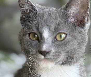 Dusty -  Tuxedo Cat for Adoption in Hood River, Oregon - Dusty | PetCurious