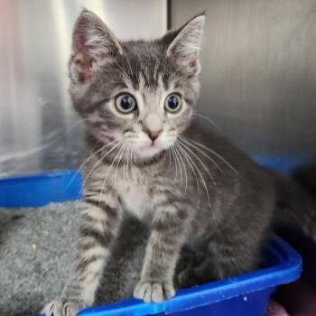 Jelly Fish -  Domestic Short Hair Cat for Adoption in Walker, Michigan - Jelly Fish | PetCurious