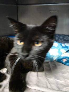 Mila -  Domestic Short Hair Cat for Adoption in Huntington, Indiana - Mila | PetCurious