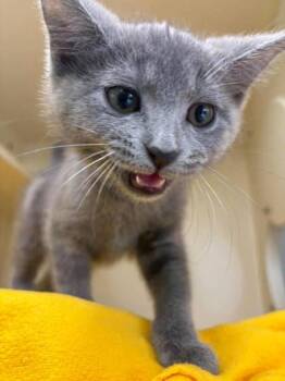 Pigeon -  Domestic Short Hair Cat Available for Adoption in Scottsbluff, Nebraska - Pigeon | PetCurious