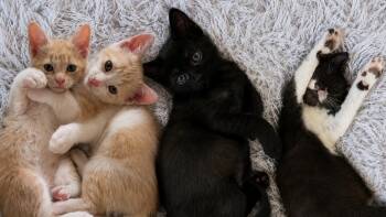 Lynx, Manx, Leona, Puma -  Domestic Short Hair Cat for Adoption in Indian Land, South Carolina - Lynx, Manx, Leona, Puma | PetCurious