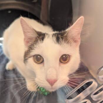 Serif -  Domestic Short Hair Cat for Adoption in Salt Lake City, Utah - Serif | PetCurious