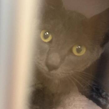 Jazmin -  Domestic Short Hair Cat for Adoption in Cedar Rapids, Iowa - Jazmin | PetCurious