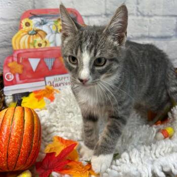 McNugget -  Domestic Short Hair Cat for Adoption in Harrisonburg, Virginia - McNugget | PetCurious