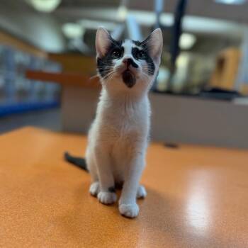 Dots -  Domestic Short Hair Cat for Adoption in Riverside, California - Dots | PetCurious