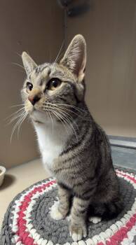 Domestic Short Hair Cats Available for Adoption in Elko, Nevada - 60941006 | PetCurious