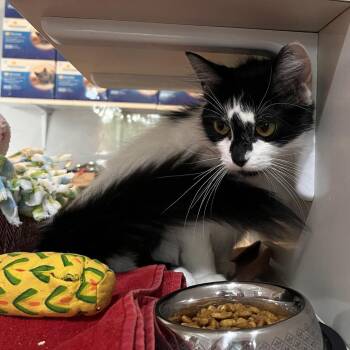 Amelia -  Domestic Medium Hair Cat for Adoption in Salisbury, Massachusetts - Amelia | PetCurious