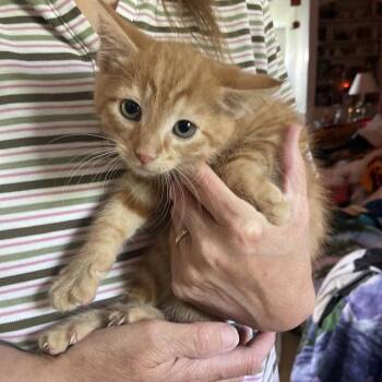 Domestic Short Hair Cats Available for Adoption in Hagerstown, Maryland - Samson | PetCurious