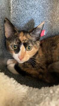 Domestic Short Hair Cats Available for Adoption in Daytona Beach, Florida - Michelle | PetCurious
