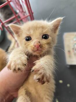 Radon -  Domestic Short Hair Cat for Adoption in Evansville, Indiana - Radon | PetCurious