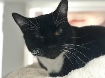 Chillin -  Domestic Short Hair Cat for Adoption - Chillin | PetCurious
