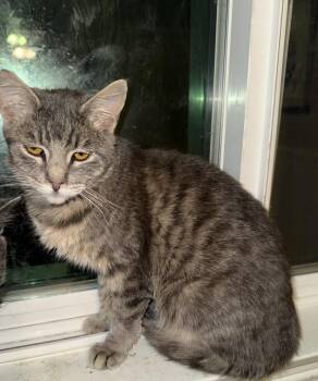 Domestic Short Hair Cats Available for Adoption - Faye | PetCurious