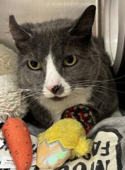 Po -  Domestic Short Hair Cat for Adoption in New Albany, Indiana - Po | PetCurious